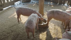 Pig rural farm feeding hungry piglet with friend livestock meat industry - Powered by Shutterstock - Get 15% off with code: PIKWIZARD15