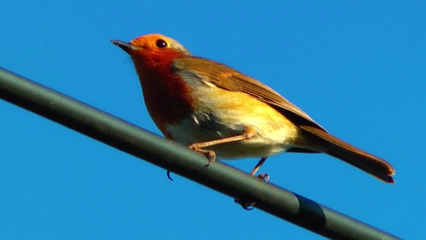 Song Bird on a telegraph line against a beautiful blue sky