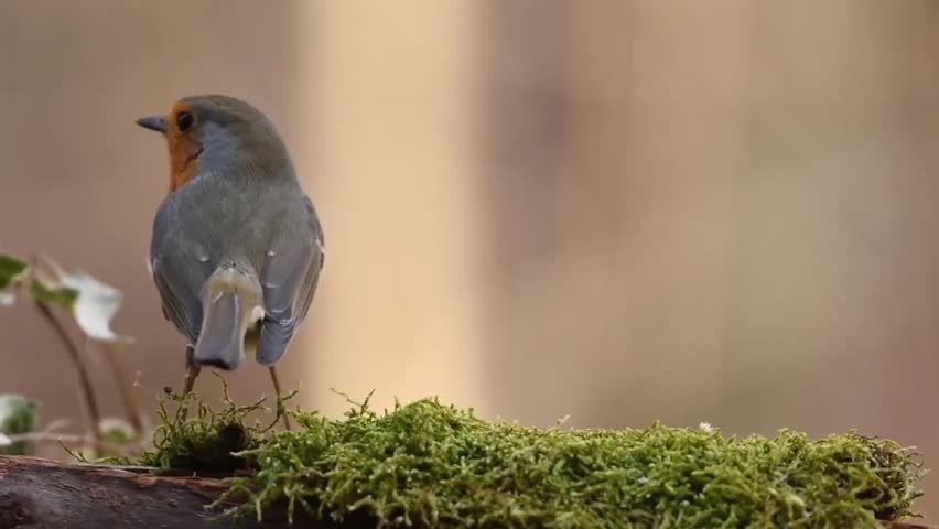 Sitting on the field , the bird is looking for food and eating .