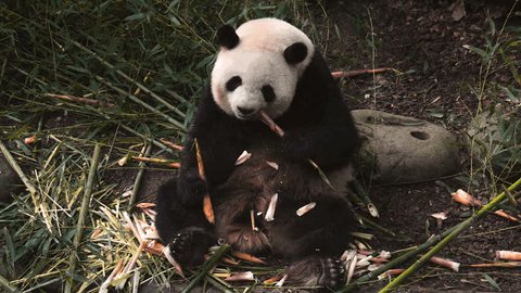 Giant panda, Panda Valley, Chengdu, Sichuan province, China : vidéo de stock
