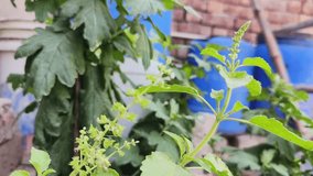 Plant of Basil. Hindus use its leaves in worship. It is also a quality medicine. Its leaf is used in many diseases. Tulsi is found in every home in India. Ocimum sanctum, holy basil, tulasi mata.