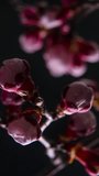 Time lapse of the blossoming of white petals of a Apricot flower on black background. Spring time lapse of opening beautiful flowers on branches Apricot tree. Macro shot, vertical footage.