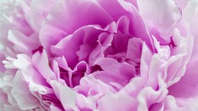 Beautiful Peony background. Blooming peony flower open, time lapse, close-up. Wedding backdrop, Valentine's Day concept. 4K UHD video timelapse. Macro.