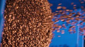 vertical video close-up of a coffee roasting factory pouring coffee into blue container