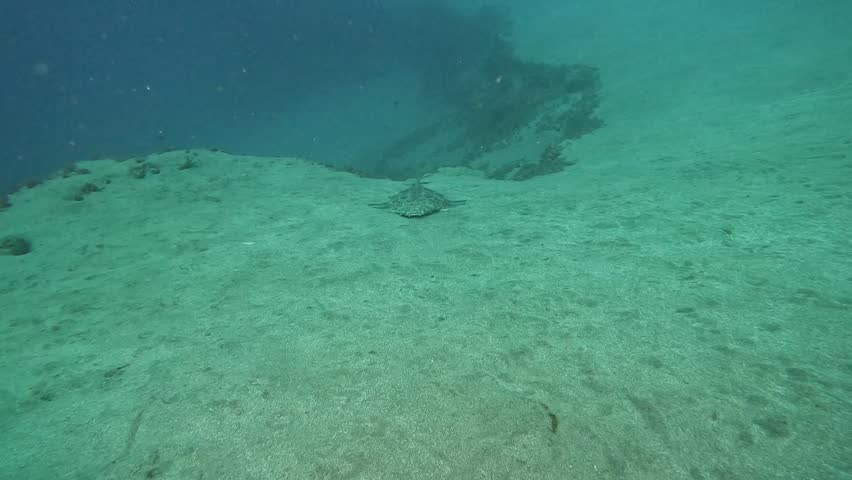 female angelshark (squatina squatina) resting on the ocean floor in deep water