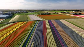 Aerial view of a blooming tulip field in the Lisse, Dutch Spring views in the Netherlands, colorful flowers - Powered by Shutterstock - Get 15% off with code: PIKWIZARD15