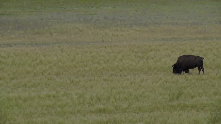 Antelope Island within Utah