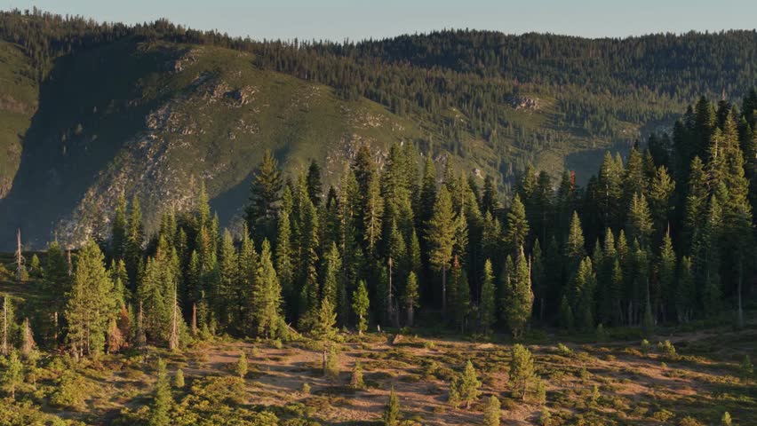 Forests in the Sierras at Sunrise - Drone Shot