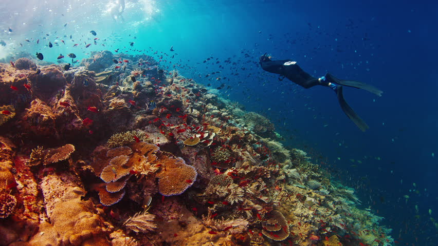 Woman freediver swims over the healthy coral reef in Komodo National Park in Indonesia
