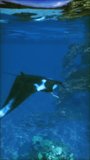 A manta ray gracefully glides through the ocean waters, showcasing its majestic and smooth movements.