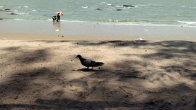 Pigeon birds walk around looking for food and happy asian family playing on the beach, Family, Holidays and Travel concept.,4K video 3840x2160px 60fps QuickTime format, record by smartphone.