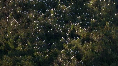 Aerial view of Egrets resting in South Florida Everglades National Park a delta swamp wetland tropical wildlife area Florida USA