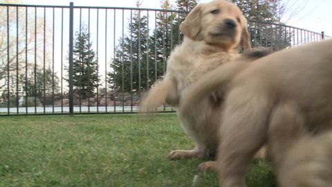 5 week old golden retriever puppies playing with each other on the lawn