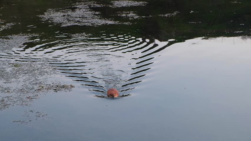 A muskrat swims across the lake to its hole in the reed bank