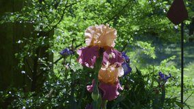 Peach and pink colored Iris barbatula flower blooms near a wooden fence in a backyard garden during a sunny and bright spring afternoon. Clip B
