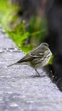 A lone Meadow Pipit stands on a ledge, looking into the distance. Vertical video.