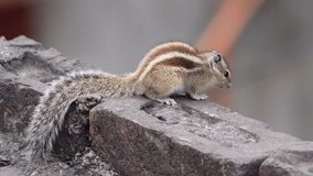 Witness a delightful daytime spectacle in Delhi, India, as this video unfolds with a squirrel perched atop a brick wall, attentively looking down