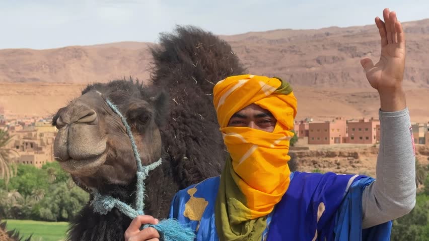 Dromedary in Morocco with its driver
