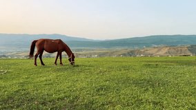 4K horizontal video. Full body brown horse grazes and eats green grass on hill field with mountain in background. Evening sun. Concept of pet care, lunch, breakfast, nutrition, dinner. Tbilisi. Day