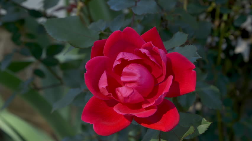 Top down and close view of a red rose that hasn’t yet fully opened its blossom.