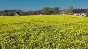 Aerial drone view of yellow rapeseed fields in German countryside. High quality 4k footage