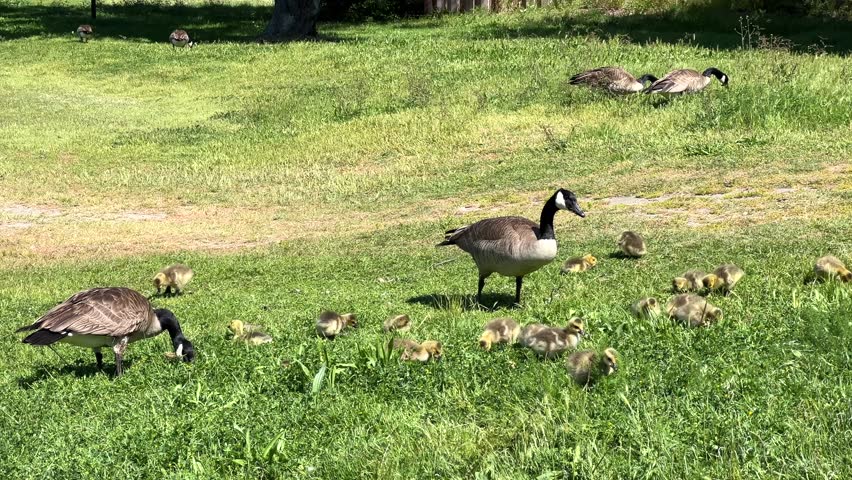 4K HD video of Canada Geese pair with goslings eating in a grassy area in a city park. Adults keeping watch for danger.
