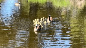 4K HD video of adult male and female Canada Geese leading goslings across a pond, swimming towards viewer.
