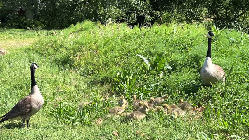4K HD video of Canada Geese pair with goslings eating in a grassy area in a city park. Adults keeping watch for danger.
