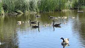 4K HD video of adult male and female Canada geese with and without goslings swimming in a pond at a public city park on a sunny spring day.
