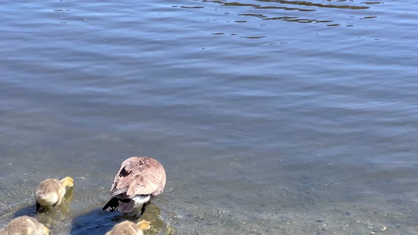 4K HD video of adult male and female Canada geese leading goslings into the water, swimming in a pond at a public city park.
