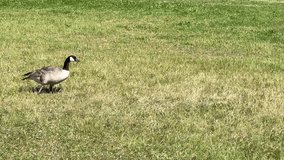 4K HD video of an adult Canada goose with an apparent broken leg walking with difficulty across a grassy field in a city park, followed by a healthy adult Canada goose.
