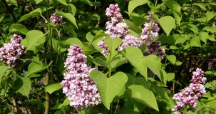 Footage  clip with blooming purple lilacs. They are gently moved by the wind
