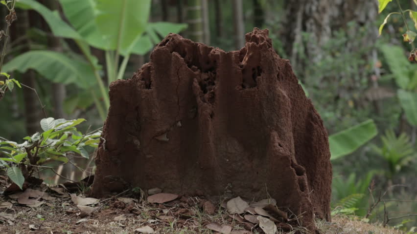 Close up zoom in shot of termite mound in countryside. Static, low POV