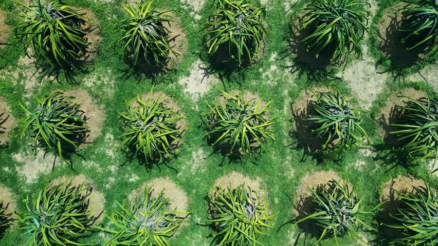 Top view of dragon fruit trees growing in rows in farm Vietnam. Plantation concept, farming, gardening farm harvesting. Dragon fruit, grown in heat. Aerial view of dragon orchard at an organic farm