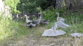 Full HD video. Poultry yard. Gray geese in courtyard of village house. Goose on summer day on farm. Ducks. Country cottage village. Pet care. Bird. Concept of housekeeping, livestock farming, feeding	