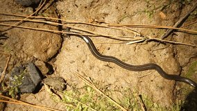 Hammerhead worm (Bipalium) activity. Hammerhead worm crawl on the ground.