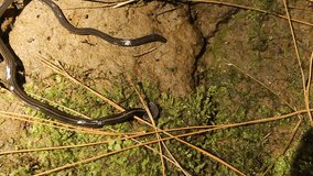 Hammerhead worm (Bipalium) activity. Hammerhead worm crawl on the ground.