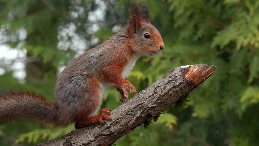 red squirrel animal on branch alert turn head watch sciurus vulgaris natural world norway