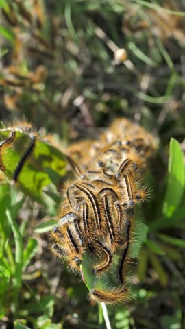 Vertical screen: many Lymantria Dispar caterpillars cluster on one leaf of a plant and feed on green foliage by crawling closely. Hairy caterpillars with bright striped colors. Insects. Gypsy moth