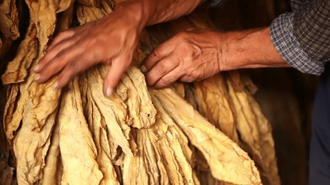 Farmer watching and controlling of drying tobacco