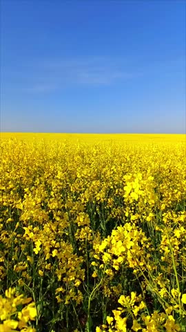 A blooming field of rapeseed on a sunny day.  Beautiful yellow field and blue sky in springtime in Ukraine. Vertical video, Agricultural concept. Royalty-Free Stock Footage #3493522021