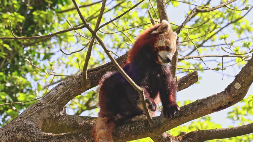 The red panda, Ailurus fulgens, also called the lesser panda and the red cat-bear sitting on a tree.