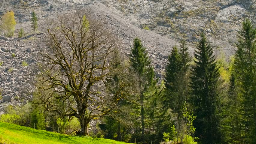 Grassy Field, Trees, and Mountain Landscape Upper lake in Switzerland