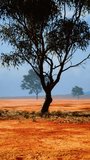 African savanna landscape with acacia trees