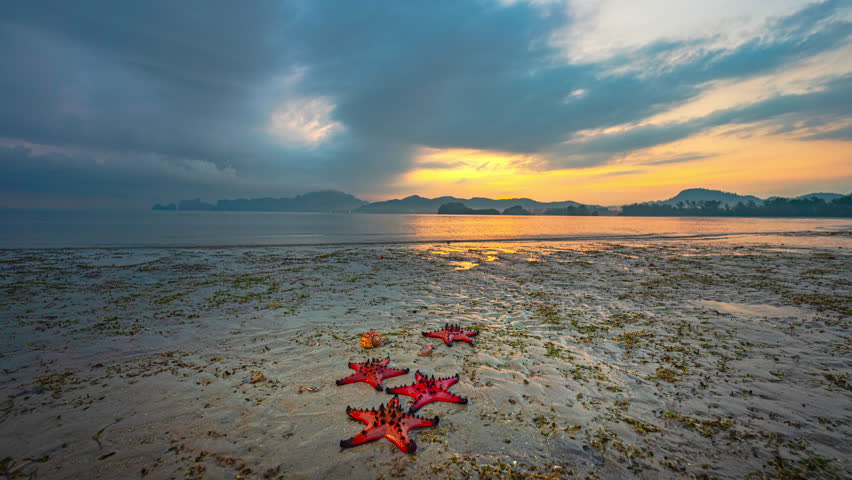 Time lapse sweet sky in sunrise above the vast sea.Red starfish feeds on sea grass. bright orange starfish Move slowly on the sand.Starfish live along the sea grass. cloud moving above the vast sea