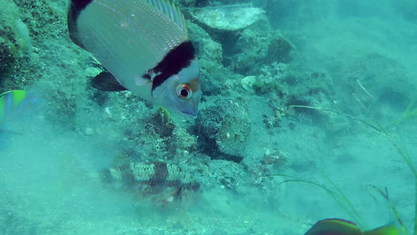 Amazing animal cooperation: Marine fish Common two-banded sea bream (Diplodus vulgaris) feeds next to a red mullet that is digging on the sandy bottom.