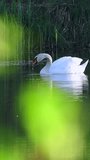 White swan swims in the forest lake vertical video