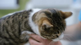 Cat on examination at the vet in an animal hospital - Powered by Shutterstock - Get 15% off with code: PIKWIZARD15