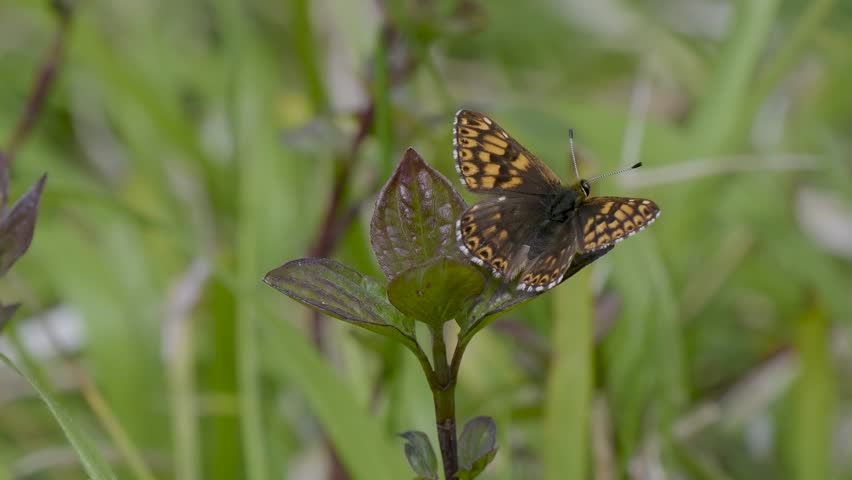 Duke of Burgundy Butterfly. Wings Open.