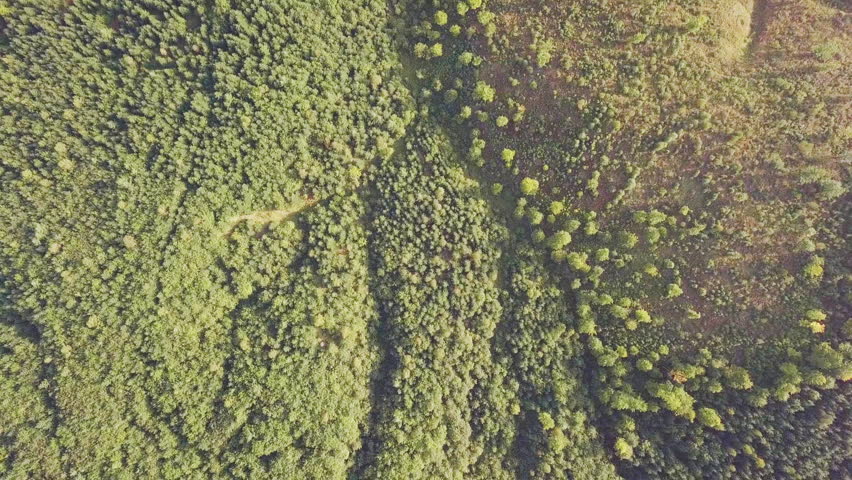 Video Background with Forested Valley. Flat Lay Aerial View